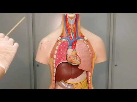 Видео: Плевра