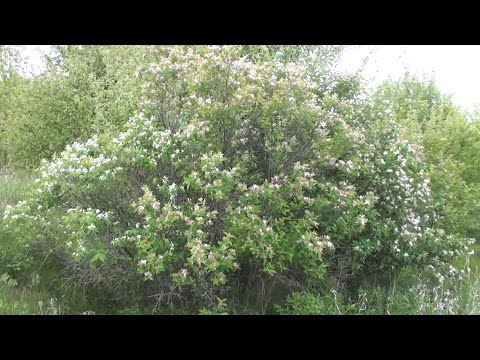 Видео: Медонос який неможливо заморозити