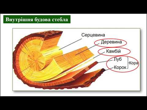 Видео: Стебло  Будова стебла. Видозміни пагона.