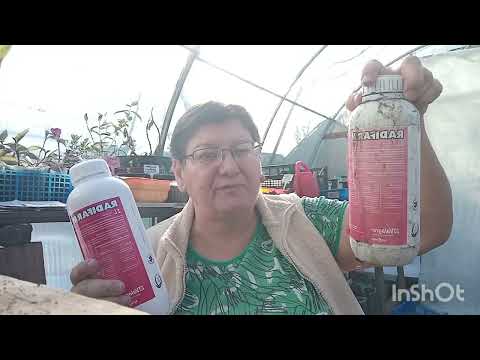 Видео: Укореняю черенки.Какими препаратами я пользуюсь.