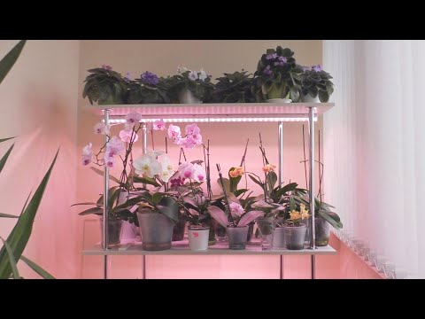 Видео: Корни орхидеи ИСПОРТИЛИ НАМ РЕМОНТ... вгрызаются в стену./ Переселяю орхидеи, КУДА?