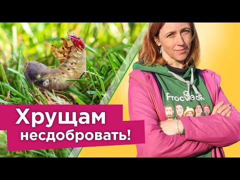 Видео: ХРУЩИ ИСЧЕЗНУТ С УЧАСТКА! Как избавиться от личинок майского жука надолго? Все действенные способы