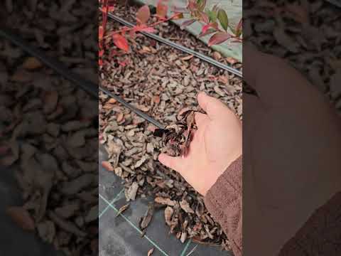 Видео: Голубика. Обрезка и посадка.