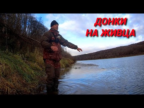 Видео: ЛОВЛЮ ЖИВЦА. СТАВЛЮ И ПРОВЕРЯЮ НОЧНЫЕ ДОНКИ. СПАСЕНИЕ ПОТЕРЯШКИ.