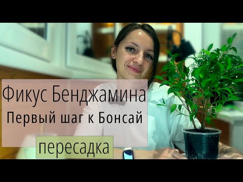 Видео: Первая пересадка Фикуса Бенджамина Наташа. Советы и пошаговое руководство