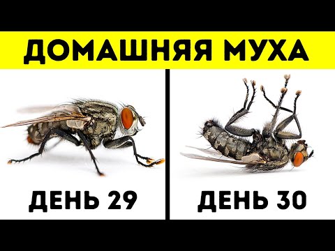 Видео: 14 Поразительных факта о животных, которые вас удивят