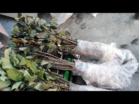 Видео: 2.11.25. Підщепа яблуні груші та черешні від Олександр Малярчук.