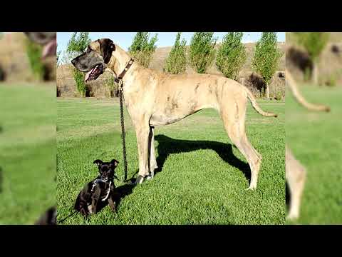 Видео: Немецкий дог. Плюсы и минусы, Цена, Как выбрать, Факты, Уход, История