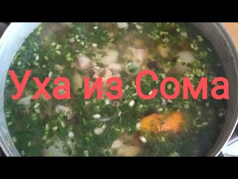 Видео: Уха из Сома, самый Простой Способ. Рыбный бульон объедения.