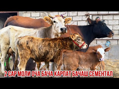 Видео: 2 сар моли оча бача нархош дастрас 9 октября 2025 г.