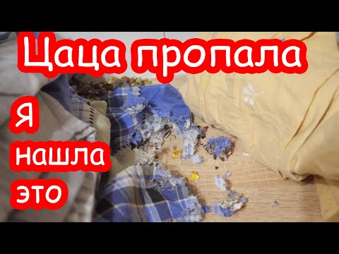 Видео: Цаца пропала