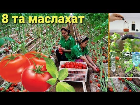 Видео: Помидорни тезроқ қизартириш буйича 8 та маслахат