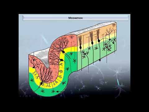 Видео: Нервная система (2 часть)