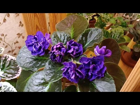 Видео: Фиалки на стеллаже :что цветет, верхний полив, капризные детки