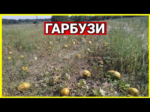 Видео: ОСЬ ТАКІ Я ВИРОСТИВ ГАРБУЗИ... ГАРБУЗАМИ ВКРИТА ЗЕМЛЯ