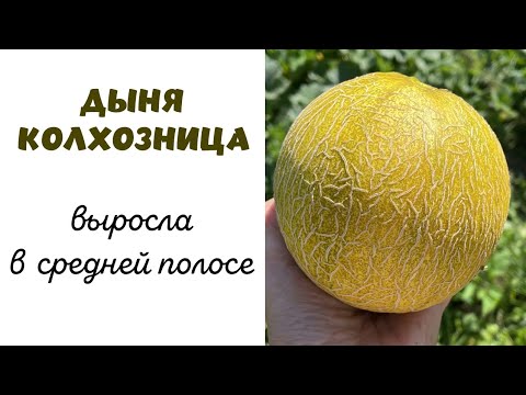 Видео: Дыня колхозница выросла в Нижегородской области. В открытом грунте.
