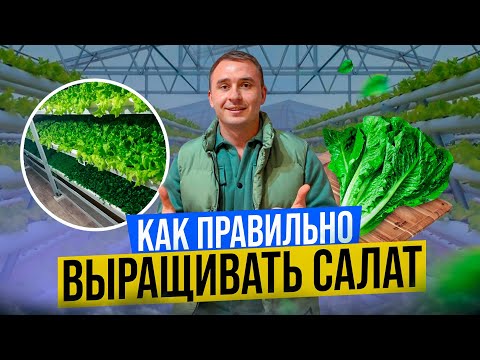 Видео: Салат на гидропонике. Бизнес на зелени. Выращивание салата