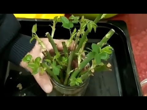 Видео: Укоренение Черенков Роз в домашних условиях.
