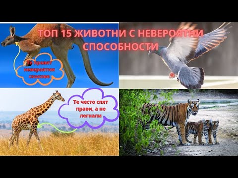 Видео: ТОП 15 ЖИВОТНИ С УНИКАЛНИ СПОСОБНОСТИ!