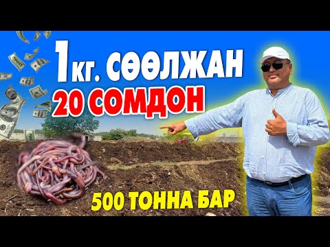 Видео: 500 тонна СѲѲЛЖАН бар, 1 кг. 20 сомдон САТЫЛАТ ~ СѲѲЛЖАН сатып алып УШУЛ ЖЕРДЕ каратсаӊыз да болот