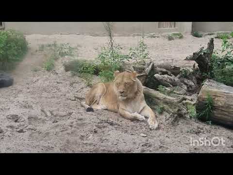 Видео: ZOO # SAFĪRA #AUGUSTE много обитателей  зоопарка 