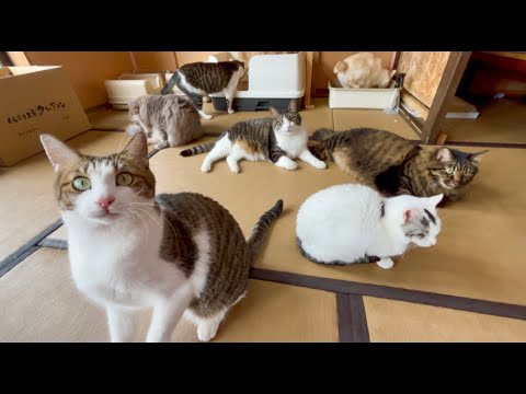 Видео: 80 приющенных кошек проживают в отеле, предназначенном специально для любителей кошек