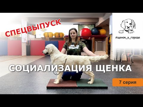 Видео: ЩЕНОК В ГОРОДЕ - 7 серия / Социализация щенка. СПЕЦВЫПУСК