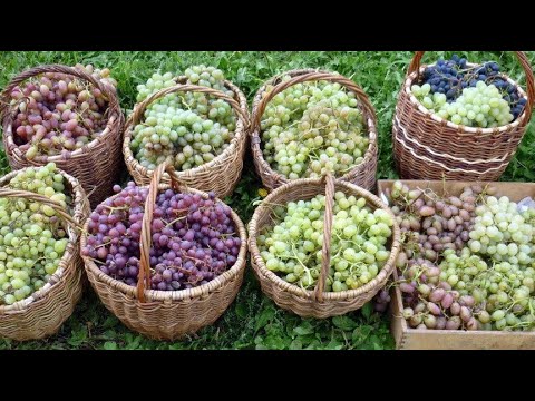 Видео: УРОЖАЙ ВИНОГРАДА БУДЕТ НА ГОД РАНЬШЕ ЕСЛИ СДЕЛАТЬ ТАК