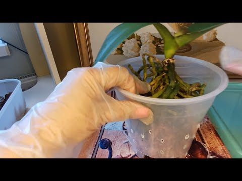 Видео: Воздушная посдка орхидеи  подробно. Пересадка орхидеи купленной по уценке с жирными корнями.