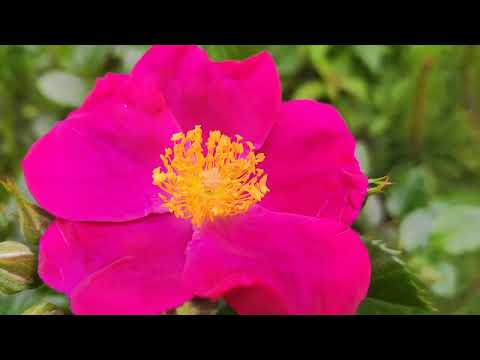 Видео: ЭТИ РОЗЫ ДЛЯ ТЕБЯ...