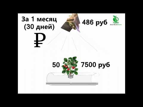 Видео: Бизнес модель круглогодичного выращивания клубники на гидропонике.