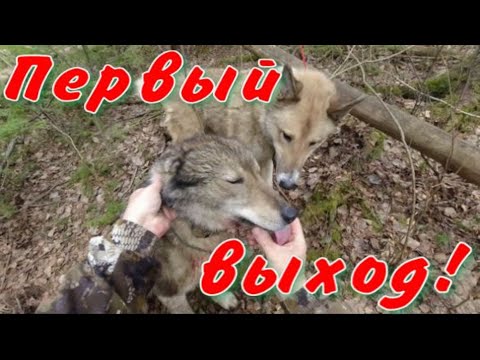 Видео: Весна первый выход разношу ящичные ловушки недостаток весенней ходовой охоты на медведя биотехния