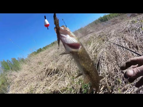 Видео: Беларусская "Амазонка". Щука на поплавок. Трудовая рыбалка в Беларуси. Pike Fishing in Belarus.