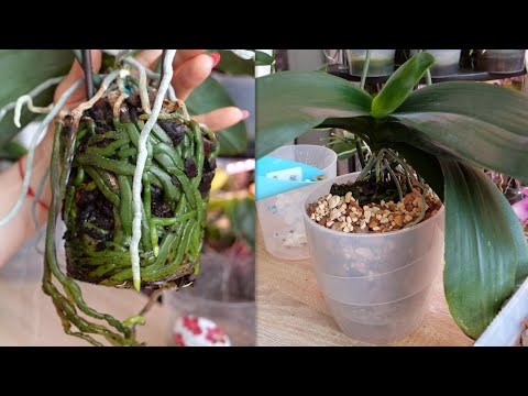 Видео: ОГО! Какие жирные! Разворошить или оставить. Пересадка домашней орхидеи. НЕ Охаем и НЕ Ахаем.