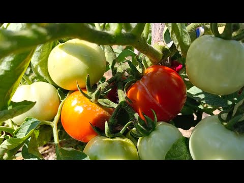 Видео: Бақша өсіру. Қызанақ ауруларын емдеу. Гүлдегенде шашатын тыңайтқыштар.Зиянкестер.