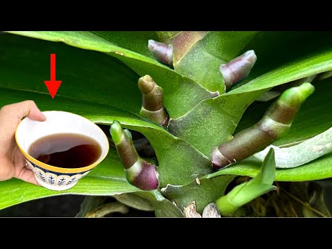 Видео: 1 стакан в неделю! Орхидеи мгновенно дают 1001 новый корень и новые цветы.