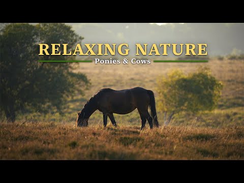 Видео: Расслабляющие звуки леса в 4K, пони и коровы летним вечером, атмосфера природы для учебы, пение птиц
