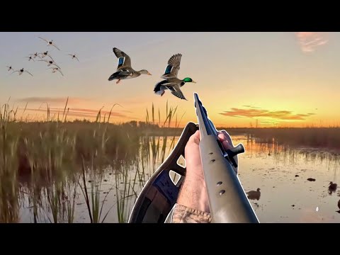 Видео: Открытие для охоты на уток на общественных землях | Кряквы, чирки и ограничение на 4 человека