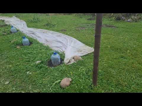 Видео: Виноград на 1 ноября 2025 г.