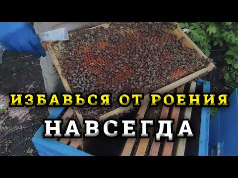 Видео: Как за один раз избежать роения пчёл на пасеке. 100% противороевой метод