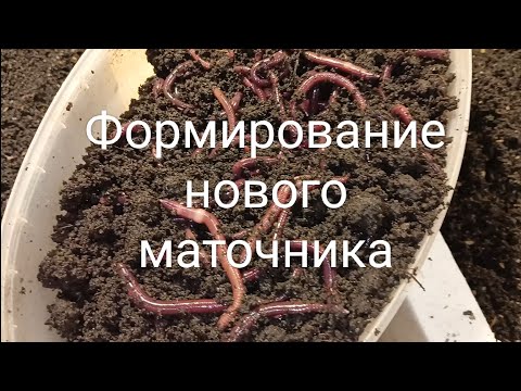 Видео: Формирование нового маточника