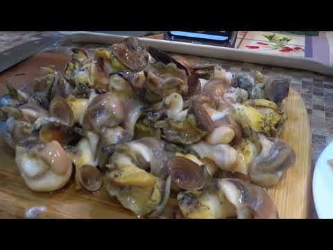 Видео: Рапаны или трубач /  Gastropod mollusk