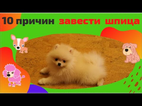 Видео: 10 ПРИЧИН завести померанского шпица /плюсы и минусы