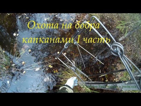 Видео: ОТКРЫТИЕ ОХОТЫ НА БОБРА. Установка проходных капканов. Сезон 2019г-2020г. 1часть.