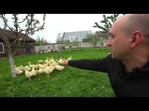 Видео: Откорм гусят до 70 дней//Вес гусят в 3 недели
