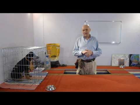 Видео: Дрессировка ягдтерьера Шера. Первое занятие