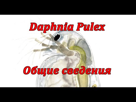 Видео: Дафния Пулекс (Daphnia Pulex) или обыкновенная дафния - общие сведения