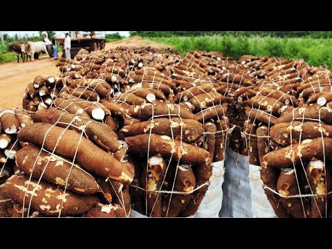 Видео: Удивительная сельскохозяйственная технология: выращивание маниоки - Ферма маниоки и сбор урожая
