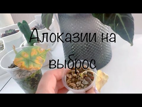 Видео: Алоказии на выброс