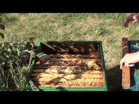 Видео: Сокращение гнезда пчел осенью. 2023 год.